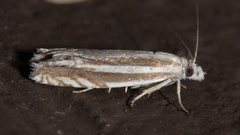 Eucosma striatana