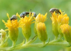 Acanthoscelides pallidipennis