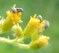 Acanthoscelides pallidipennis
