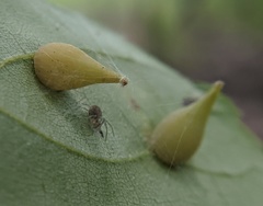 Caryomyia caryaecola