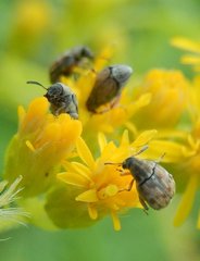 Acanthoscelides pallidipennis