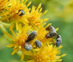 Acanthoscelides pallidipennis