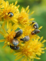 Acanthoscelides pallidipennis