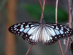 Ideopsis juventa
