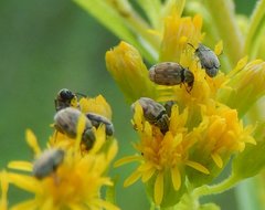 Acanthoscelides pallidipennis