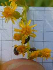 Acanthoscelides pallidipennis