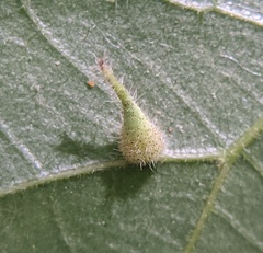 Caryomyia inclinata
