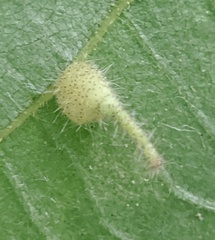 Caryomyia inclinata