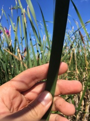 Typha × glauca