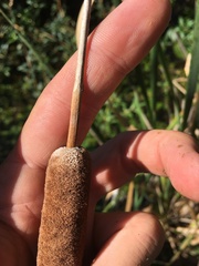 Typha × glauca