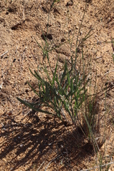 Othonna leptodactyla