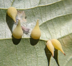 Caryomyia caryaecola