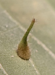 Caryomyia inclinata