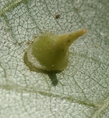 Caryomyia marginata