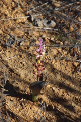 Lachenalia membranacea