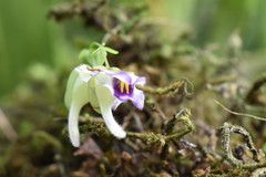 Utricularia jamesoniana