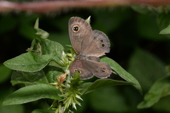 Ypthima argus
