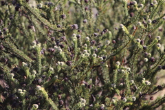Serruria millefolia