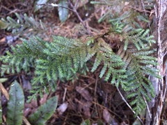 Libocedrus bidwillii