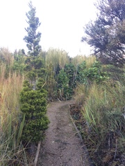 Libocedrus bidwillii