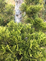 Libocedrus bidwillii