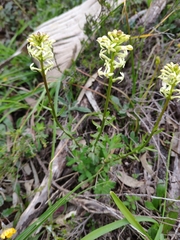 Stackhousia aspericocca