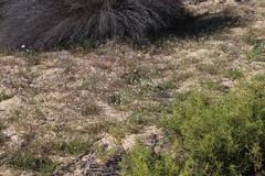 Heliophila acuminata