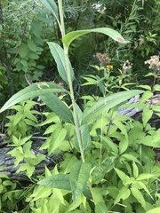 Helianthus nuttallii