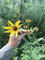 Helianthus nuttallii