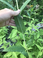 Helianthus nuttallii