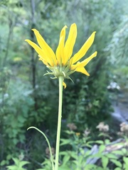 Helianthus nuttallii