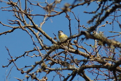 Pachyramphus viridis