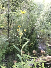 Helianthus nuttallii