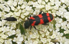 Trichodes alvearius