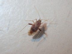 Compsidolon salicellum