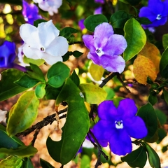 Brunfelsia latifolia