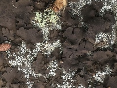 Umbilicaria deusta deusta