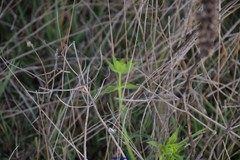 Euphorbia serrata
