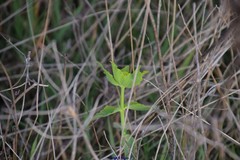Euphorbia serrata