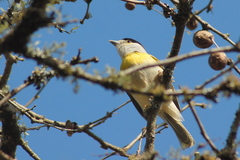 Pachyramphus viridis