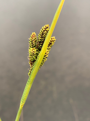 Carex lenticularis dolia