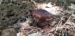 Cortinarius squamulosus