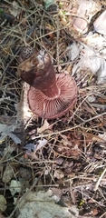 Cortinarius squamulosus
