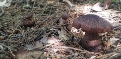 Cortinarius squamulosus