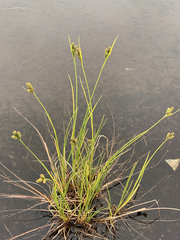 Carex lenticularis dolia