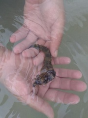 Hippocampus ingens