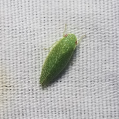 Rugosana querci