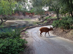 Tragelaphus eurycerus isaaci