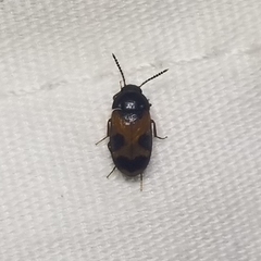 Mycetophagus punctatus