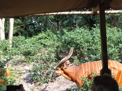 Tragelaphus eurycerus isaaci